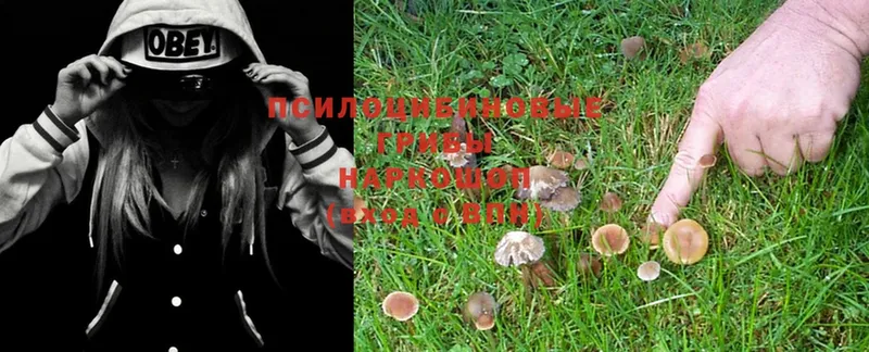 Псилоцибиновые грибы MAGIC MUSHROOMS  купить  сайты  Исилькуль 